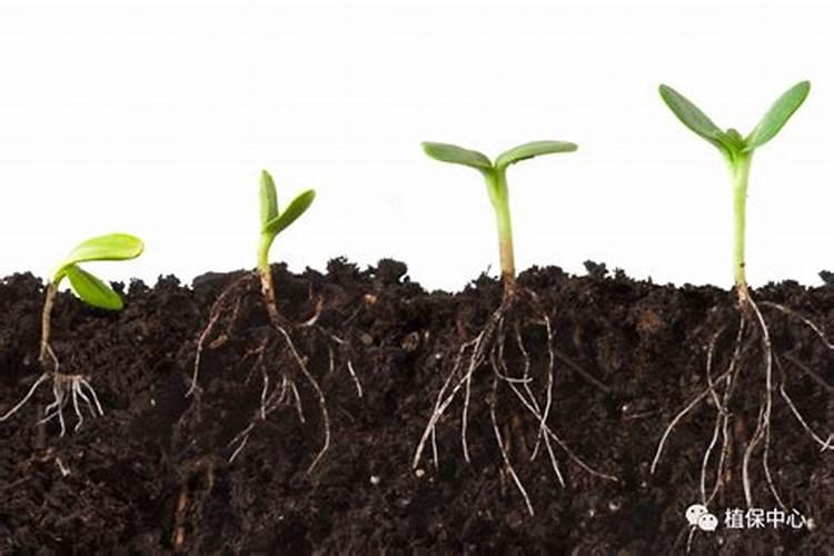 养花土壤调酸最好方法  腐植酸能调偏酸土壤吗