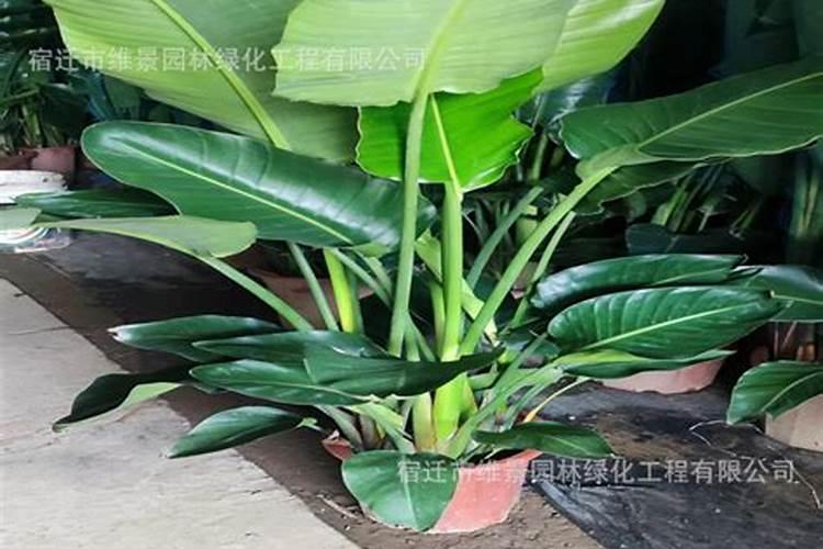 天堂鸟的养殖方法和注意事项？天堂鸟怎么养长得茂盛