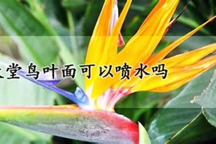 天堂鸟夏季黄叶了怎么办