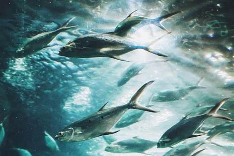 樱桃开花施肥管理方法