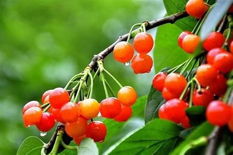 红掌的养护方法,6个要点即可养爆盆