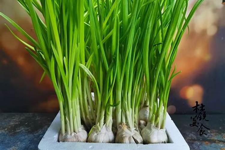 蒜苗叶子发黄怎么回事？怎么防治？