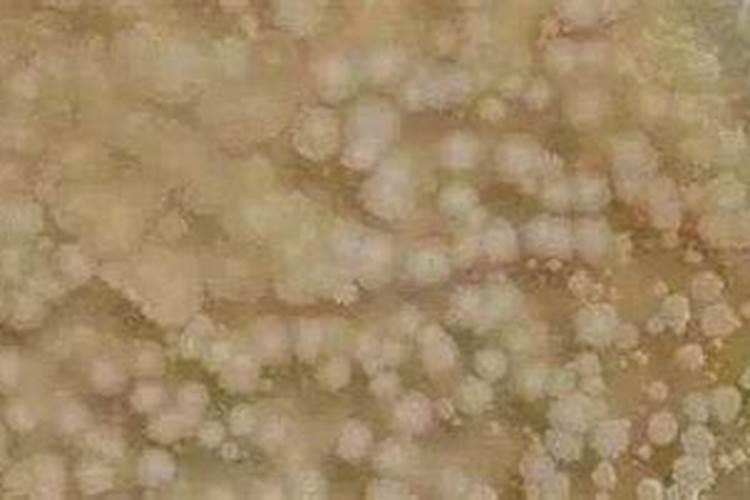 月季新芽枯萎枝干发黑怎么办