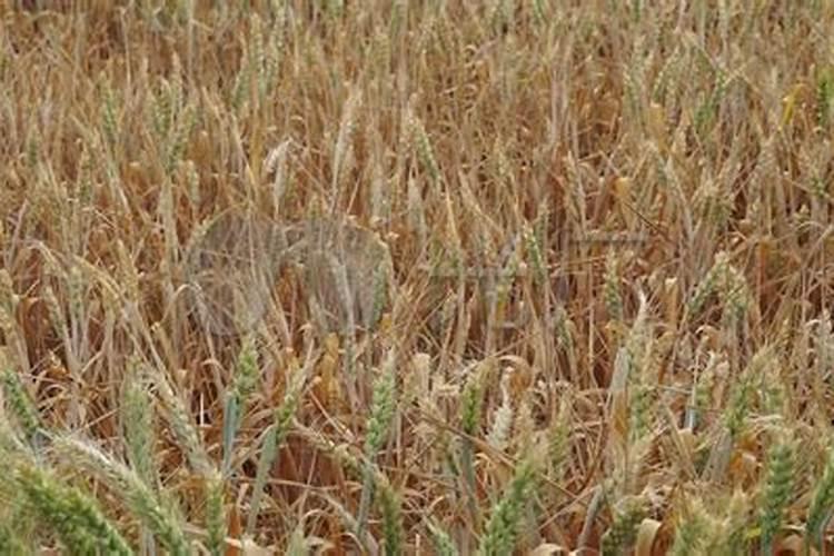 麦子灌浆期打什么叶面肥好