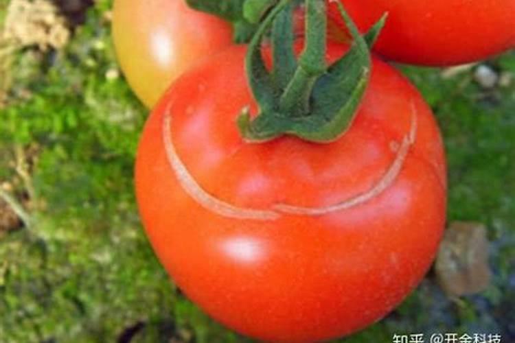 小番茄施什么肥最好