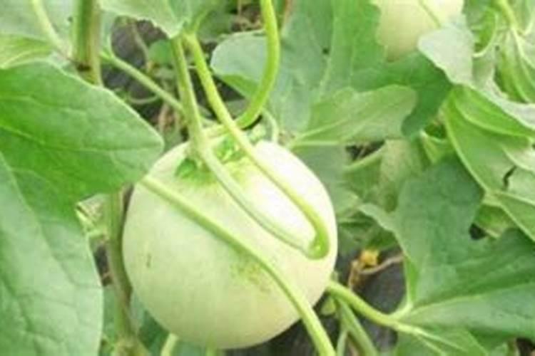 自制钙肥的方法