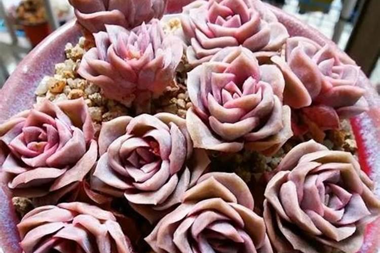 家庭园艺肥料使用方法