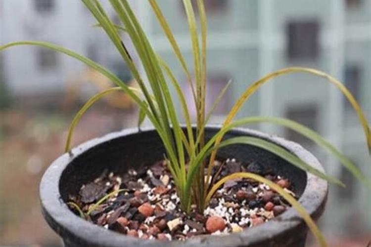 兰草花施什么肥料