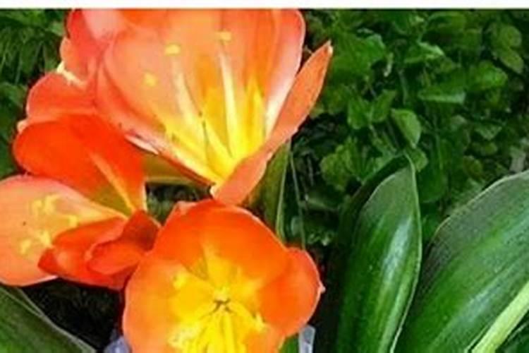 兰草花施什么肥料