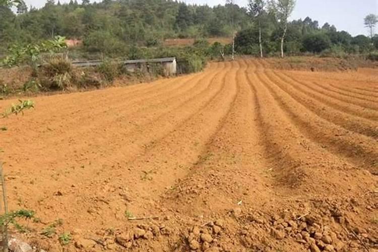 太子参功效与作用