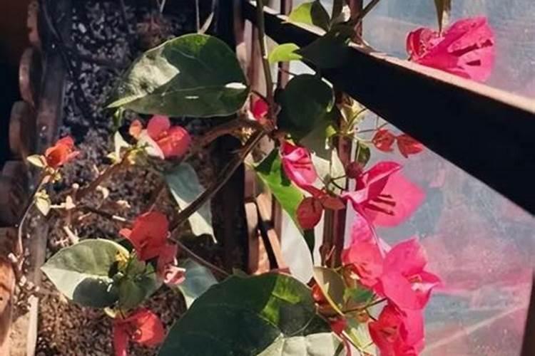 开春养三角梅如何正确浇水施肥