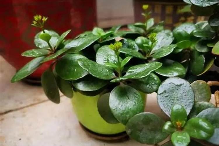 辣椒的种植技术