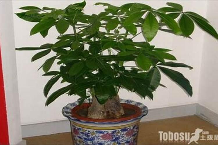 发财树用尿素多少