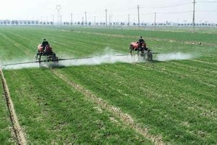 种植小麦时,应该先喷洒除草剂还是先浇水呢？