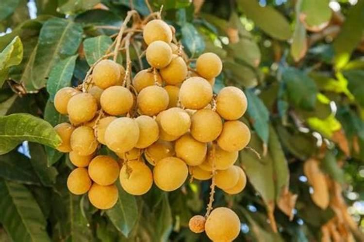 西红柿挂果期打什么叶面肥长的快？西红柿膨大期用哪些肥料好？