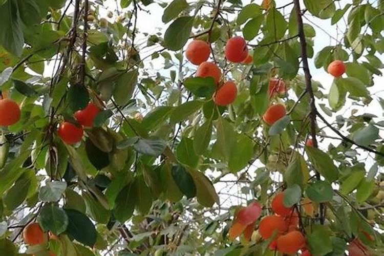 果苗施肥方法有哪些