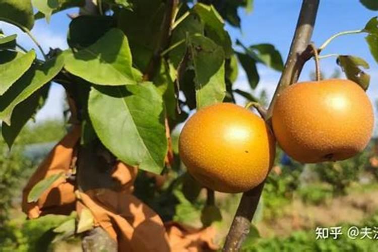 秋月梨什么时间施肥好 如何合理施肥好