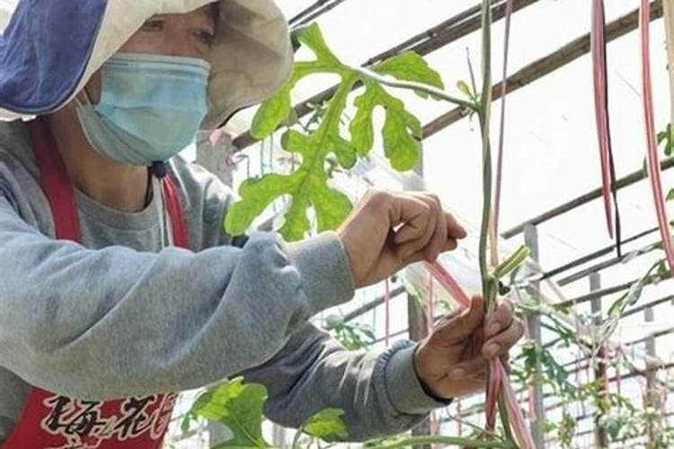 四月份大棚膨瓜水,早晨还是傍晚浇水？