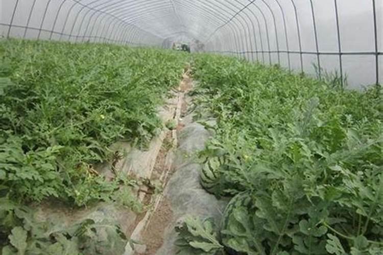 种植西瓜需要给西瓜施肥吗？