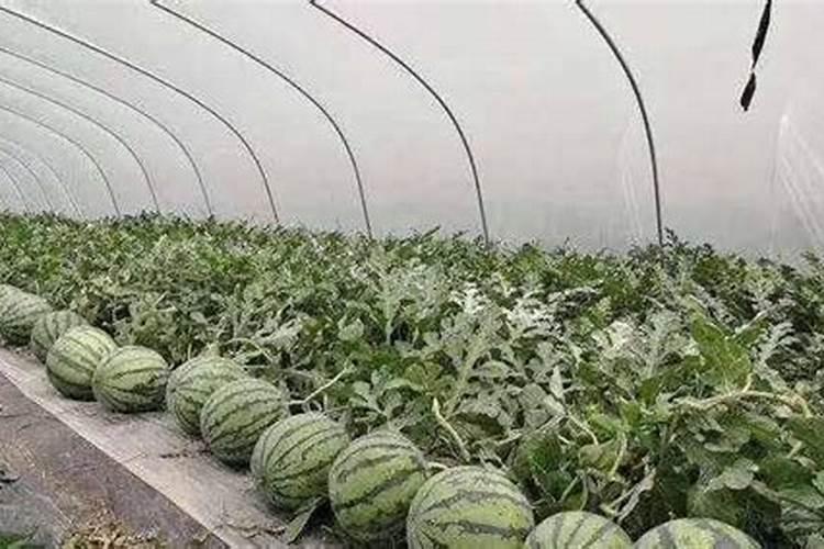 种植大棚西瓜,应该如何进行施肥管理呢？
