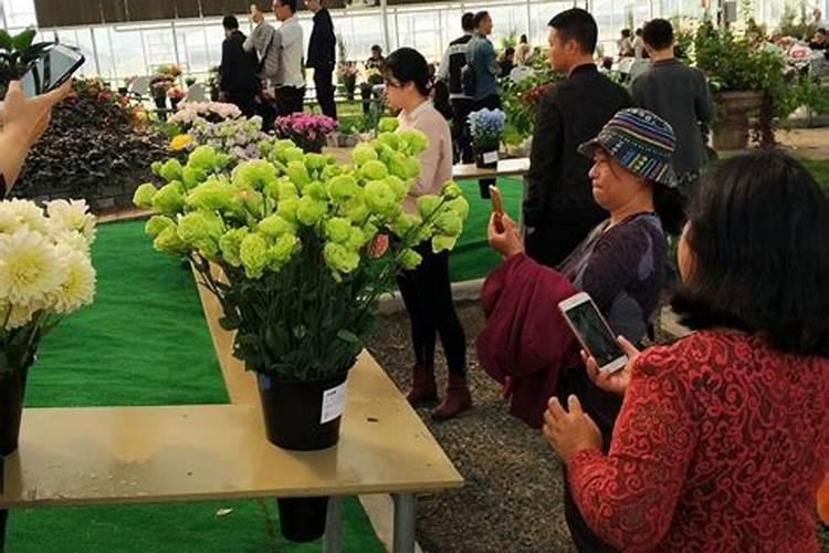 黑果花楸二年苗价格多少钱一棵？黑果花楸种植的最佳时间介绍