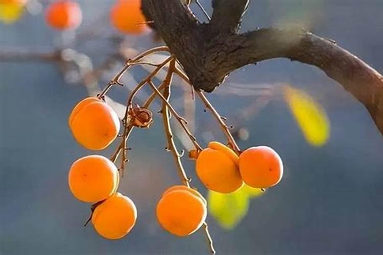 冬桃什么时候追肥 施肥技巧有哪些