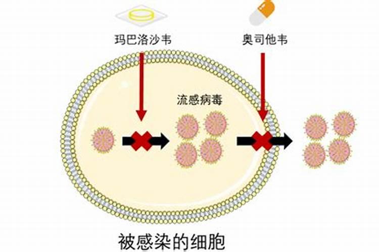 叶芭国际集团的叶面肥有那些啊。不知道厂家在哪啊
