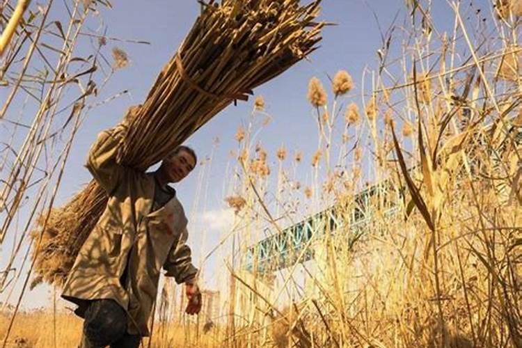 为什么三叶草很酸