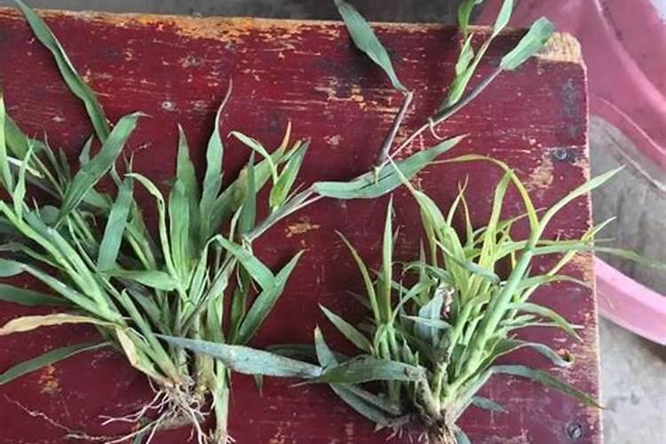 三角梅施什么肥合适