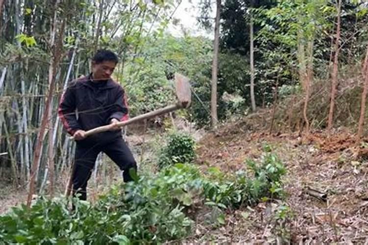 黄瓜黄叶病发生原因,防治方法