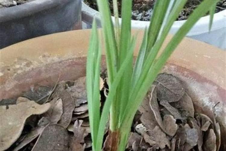 土壤橄榄树是一种名贵的树种,那么橄榄树的种植方法和注意事项有哪些呢...