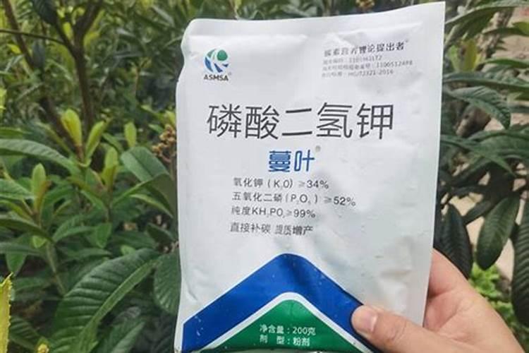 枇杷肥最忌三种肥料