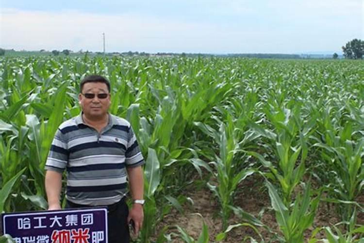 小麦什么时候施肥是最佳时期