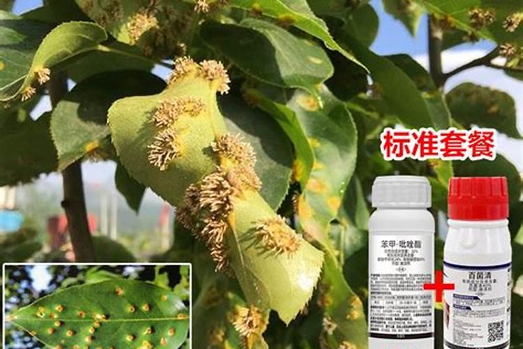 尿素和二氢钾作为叶面肥果树一年打几次