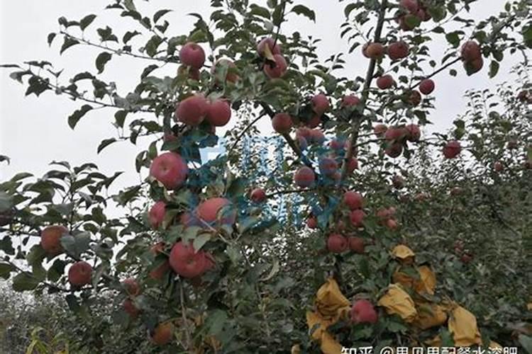 草莓苗一亩地种多少棵 一直采收到次年5月份