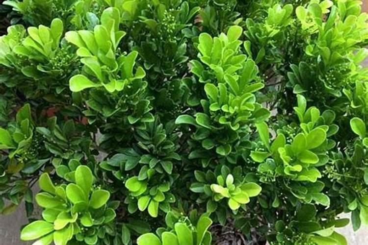 养花如何使用硫酸亚铁 养花常用什么肥料