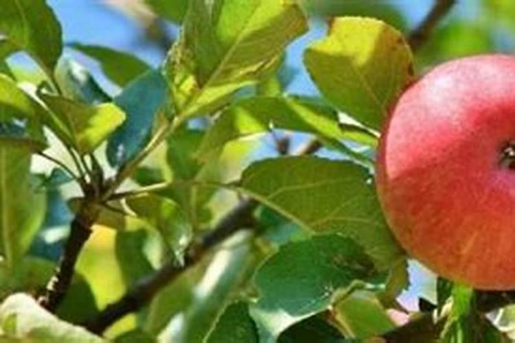 复合肥含缩二脲是什么意思