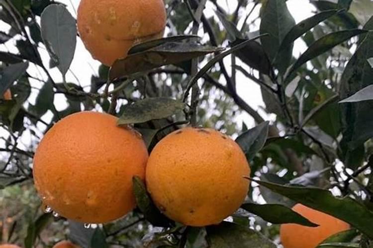 大量元素水溶肥对花卉绿植的用法