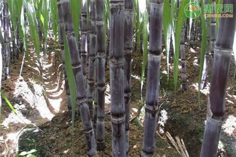 金鱼藻新叶发黄