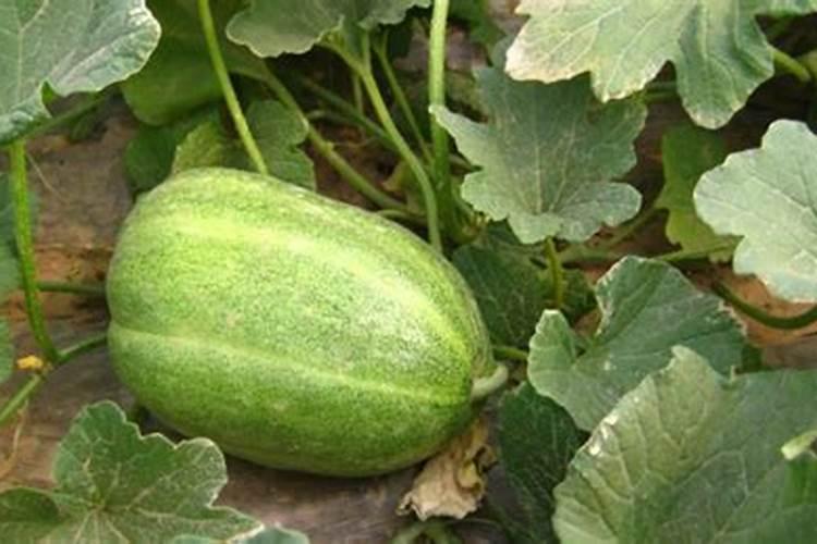 请问甜瓜苦是什么原因