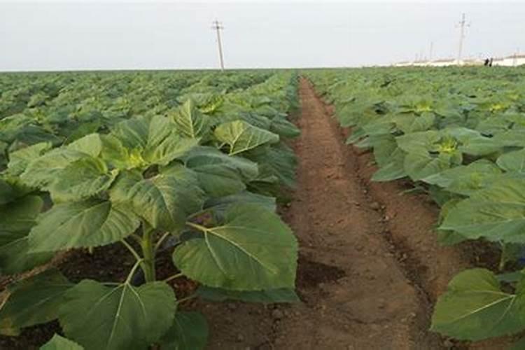 土壤重金属含量标准