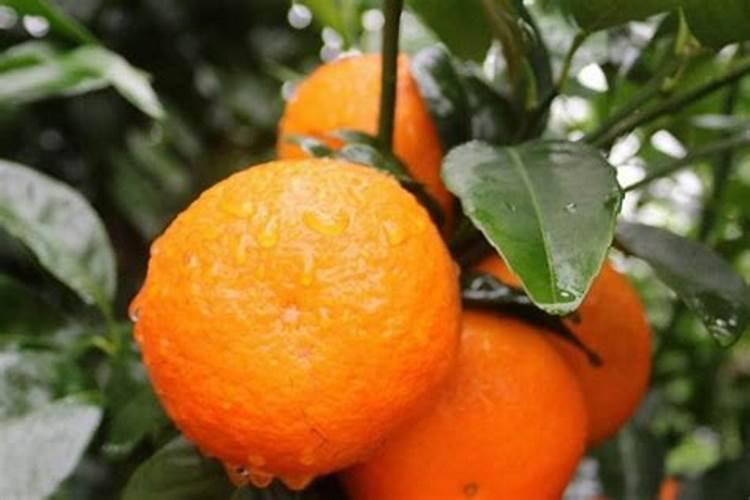 蟹爪兰用什么肥料