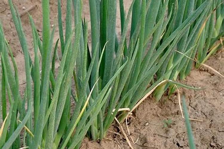 韭菜忌施哪些肥料？最喜欢啥肥料？这3种肥料任选,韭菜长得粗壮
