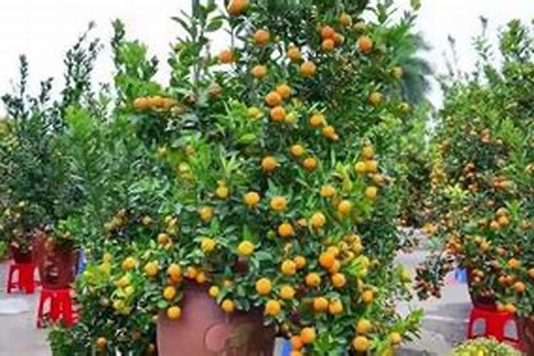 种植玉米的时候,如果遇到连续的大雨天气会不会减少？