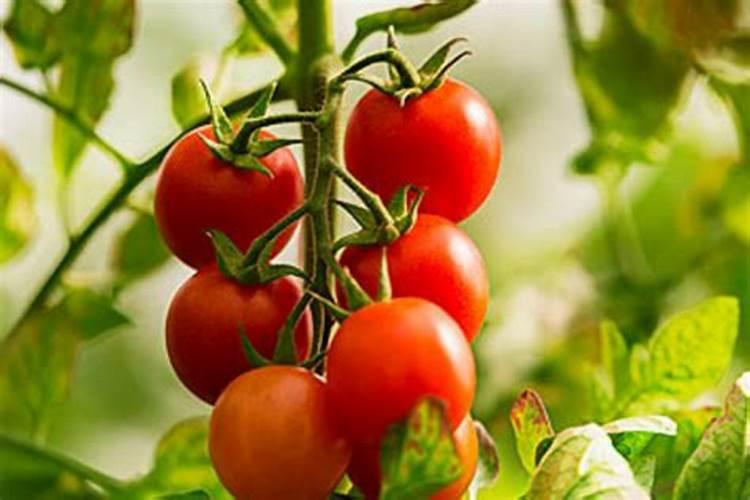 磷酸二氢钾这3个时期用,减量还增效!