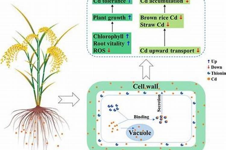 什么时间挖红薯