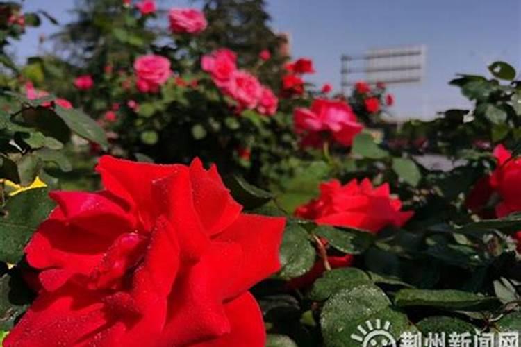 月季花的施肥方法