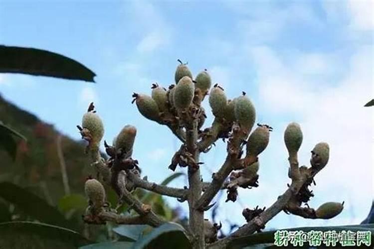 枇杷挂果后可以施硼肥吗？