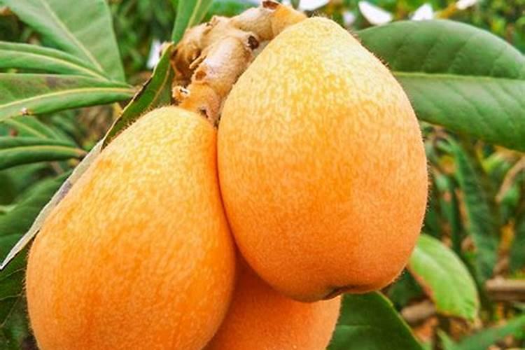 施硼施钾在果树上什么时候最好？