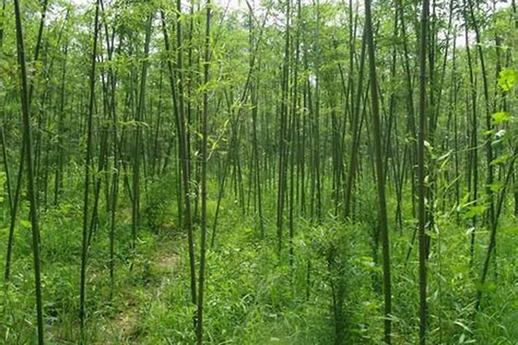 毛竹山施肥什么季节,要施肥几次？